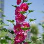 200 PCS Seeds Miniature Hollyhock Flower Bonsai Plant