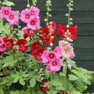 200 PCS Seeds Miniature Hollyhock Flower Bonsai Plant DIY Home Garden