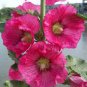 200 PCS Seeds Miniature Hollyhock Flower Bonsai Plant DIY Home Garden