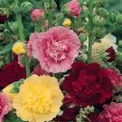 200 PCS Seeds Miniature Hollyhock Flower Bonsai Plant DIY Home Garden