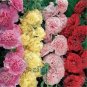 200 PCS Seeds Miniature Hollyhock Flower Bonsai Plant DIY Home Garden