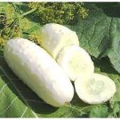 10 PCS Seeds Miniature Sweet White Cucumber Cucumis Sativus 10 PCS Seeds Miniature Sweet White Cucumber Cucumis Sativus