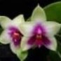 100 PCS Seeds Mirabilis Jalapa Four o'clock Flower