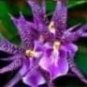 100 PCS Seeds Mirabilis Jalapa Four o'clock Flower
