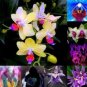 100 PCS Seeds Mirabilis Jalapa Four o'clock Flower