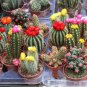 10 PCS Seeds Mix Cactus Echinopsis Tubiflora Ball Cactus Perennial Succulent