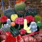 10 PCS Seeds Mix Cactus Echinopsis Tubiflora Ball Cactus Perennial Succulent