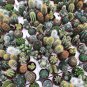 10 PCS Seeds Mix Cactus Echinopsis Tubiflora Ball Cactus Perennial Succulent Plants Bonsai