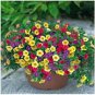 100 PCS Seeds Mix Calibrachoa Garden Petunia Shuttlecock Flower Horn Bonsai Flower