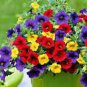 100 PCS Seeds Mix Calibrachoa Garden Petunia Shuttlecock Flower Horn Bonsai Flower