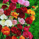 40 PCS Seeds Mix Carnation Flower Seeds Dianthus Caryophyllus