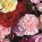 40 PCS Seeds Mix Carnation Flower Seeds Dianthus Caryophyllus