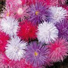 50 PCS Seeds Mix China Aster Callistephus Flower 50 PCS Seeds Mix China Aster Callistephus Flower