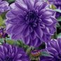 30 PCS Seeds Mix Color Dahlia Flower Bonsai Flower Bonsai Plant