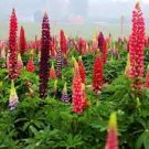 200 PCS Seeds Mix Color Lupine Bonsai Plants Annual Succulent groundcover Flower