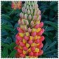 200 PCS Seeds Mix Color Lupine Bonsai Plants Annual Succulent groundcover Flower