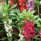 40 PCS Seeds Mix Colorful Garden Balsam Impatiens Balsamina Fresh Flower 40 PCS Seeds Mix Colorful Garden Balsam Impatiens Balsamina Fresh Flower