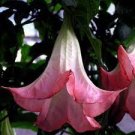 100 PCS Seeds mix colors bonsai fragrant flower dwarf brugmansia datura 100 PCS Seeds mix colors bonsai fragrant flower dwarf brugmansia datura
