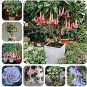 100 PCS Seeds mix colors bonsai fragrant flower dwarf brugmansia datura