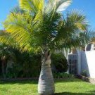 10 PCS Seeds Mix Colors Japan Bottle Palm Tree Bonsai Exotic Plants Bonsai Tree Tropical 10 PCS Seeds Mix Colors Japan Bottle Palm Tree Bonsai Exotic Plants Bonsai Tree Tropical