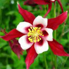 50 PCS Seeds Mix Columbine Aquilegia Viridiflora Shade Perennial Flowers