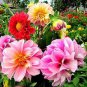 30 PCS Seeds Mix Dahlia Hybrida Dwarf Dahlia Flowrs
