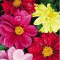 30 PCS Seeds Mix Dahlia Hybrida Dwarf Dahlia Flowrs