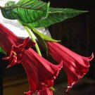100 PCS Seeds Mix Datura Flower Datura Bonsai Dwarf Brugmansia Suaveolens Flamenco