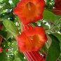 100 PCS Seeds Mix Datura Flower Datura Bonsai Dwarf Brugmansia Suaveolens Flamenco