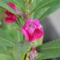 20 PCS Seeds Mix Garden Balsam Impatiens Balsamina Flowers