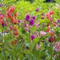 20 PCS Seeds Mix Garden Balsam Impatiens Balsamina Flowers