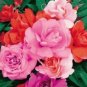 20 PCS Seeds Mix Garden Balsam Impatiens Balsamina Flowers