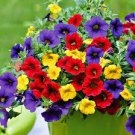 200 PCS Seeds Mix Garden Petunia Shuttlecock Flower Horn Bonsai Flower 200 PCS Seeds Mix Garden Petunia Shuttlecock Flower Horn Bonsai Flower