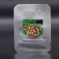 200 PCS Seeds Mix Garden Petunia Shuttlecock Flower Horn Bonsai Flower
