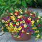 200 PCS Seeds Mix Garden Petunia Shuttlecock Flower Horn Bonsai Flower