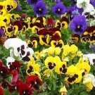 50 PCS Seeds Mix Giant Pansy Seeds VIOLA WITTROCKIANA Long Blooming Flowers 50 PCS Seeds Mix Giant Pansy Seeds VIOLA WITTROCKIANA Long Blooming Flowers