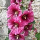40 PCS Seeds Mix Hollyhock Flowers Perennial Althaea Rosea Alcea Rosea 40 PCS Seeds Mix Hollyhock Flowers Perennial Althaea Rosea Alcea Rosea