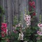 40 PCS Seeds Mix Hollyhock Flowers Perennial Althaea Rosea Alcea Rosea