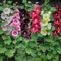 40 PCS Seeds Mix Hollyhock Flowers Perennial Althaea Rosea Alcea Rosea