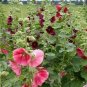 40 PCS Seeds Mix Hollyhock Flowers Perennial Althaea Rosea Alcea Rosea