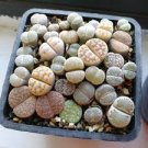 50 PCS Seeds Mix Lithops Aucampiae Amazing Succulent Plant