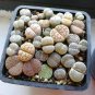 50 PCS Seeds Mix Lithops Aucampiae Amazing Succulent Plant