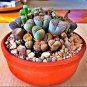 50 PCS Seeds Mix Lithops Aucampiae Amazing Succulent Plant