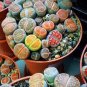 100 PCS Seeds Mix Lithops Bonsai Living Stones Succulent Cactus Organic