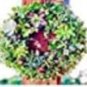 100 PCS Seeds Mix Lithops Bonsai Living Stones Succulent Cactus Organic