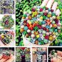 100 PCS Seeds Mix Lithops Bonsai Living Stones Succulent Cactus Organic