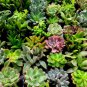 100 PCS Seeds Mix lithops rare succulent Ass flower Pseudotruncatella Living Stone plant