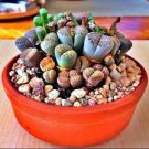 100 PCS Seeds Mix Living Stone Plants 100 PCS Seeds Mix Living Stone Plants