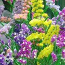 30 PCS Seeds Mix Midnight Statice Limonium sinuata 30 PCS Seeds Mix Midnight Statice Limonium sinuata