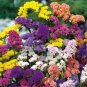 30 PCS Seeds Mix Midnight Statice Limonium sinuata